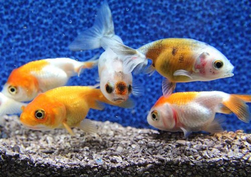 Carassius auratus ranchu mix 4-5 cm